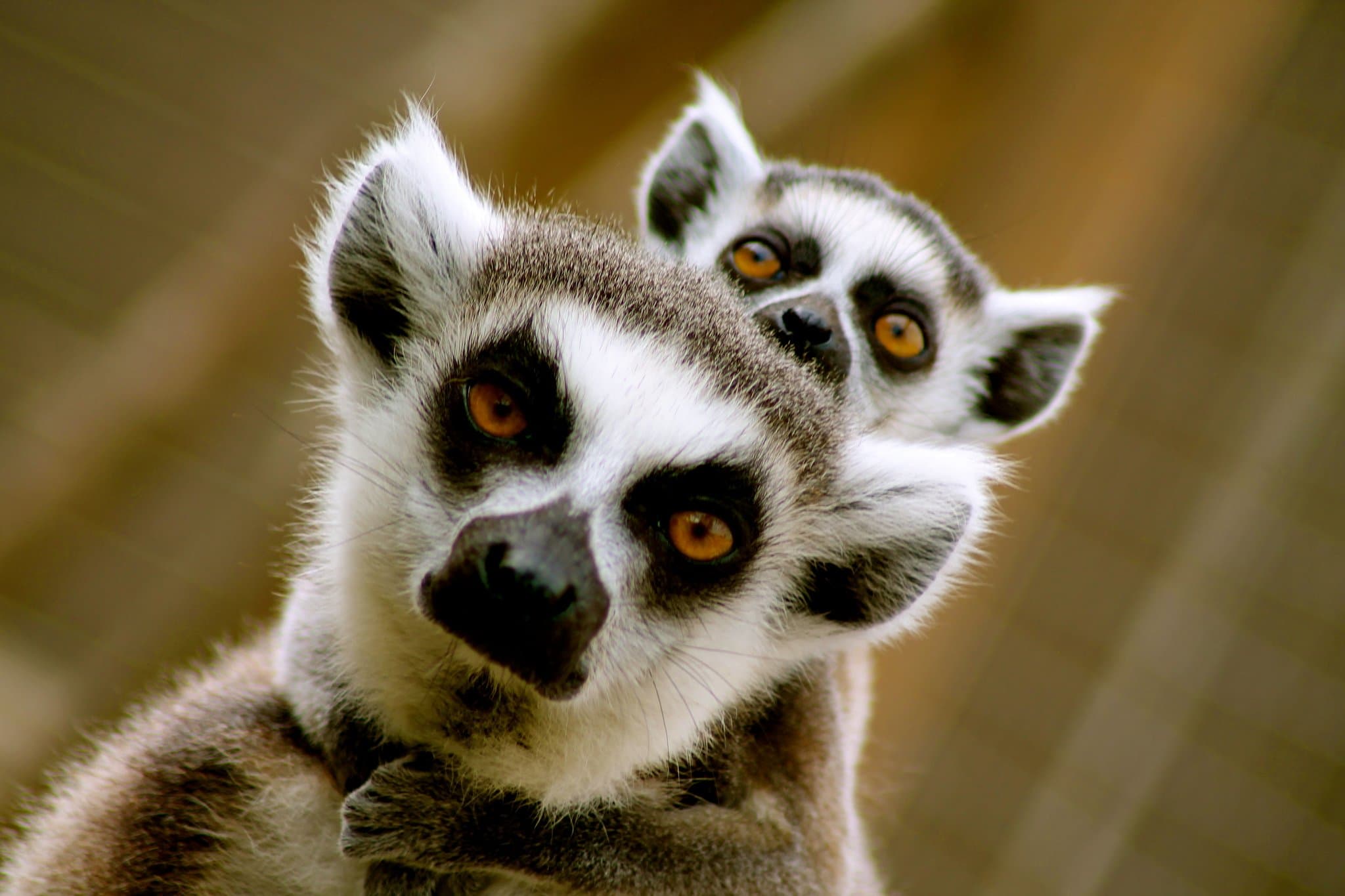 Lincolnshire Wildlife Park