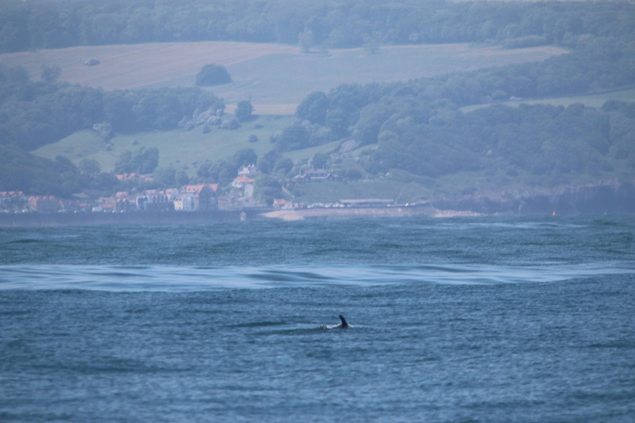 Whitby Whale Watching Centre - Photo