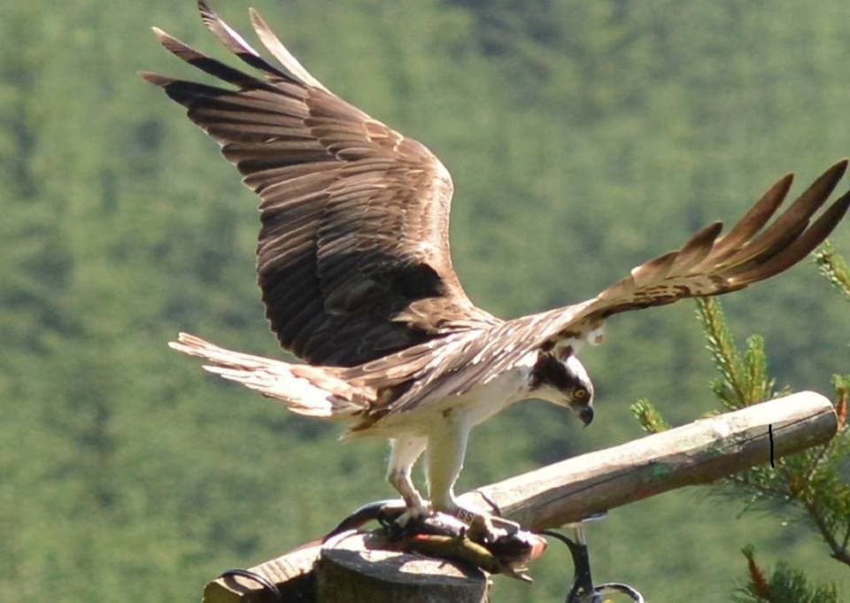 Tweed Valley Osprey Watch