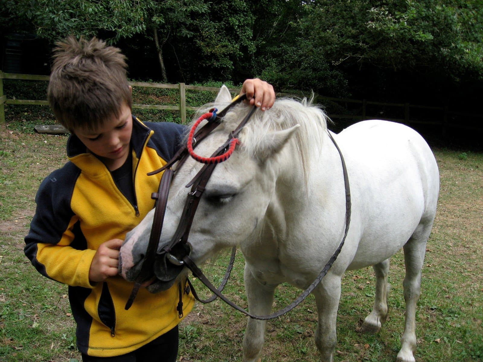 Budleigh Salterton Riding School - Photo