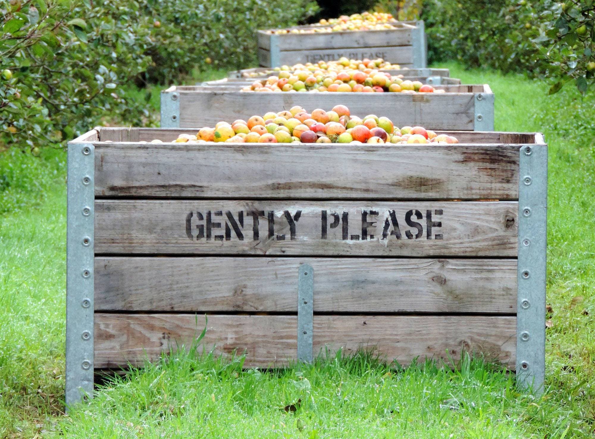 Healeys Cornish Cyder Farm - Photo