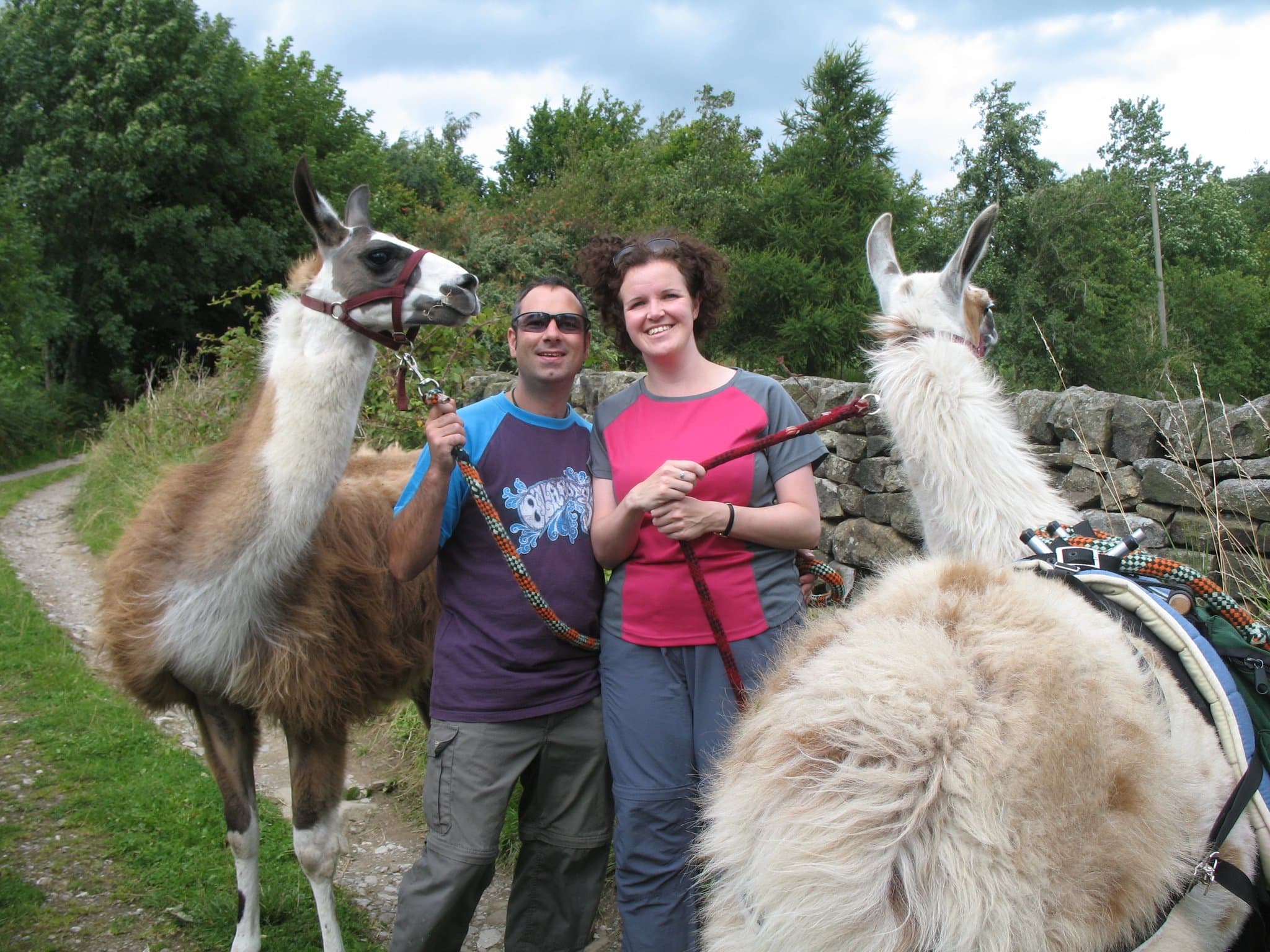 Nidderdale Llamas - Photo