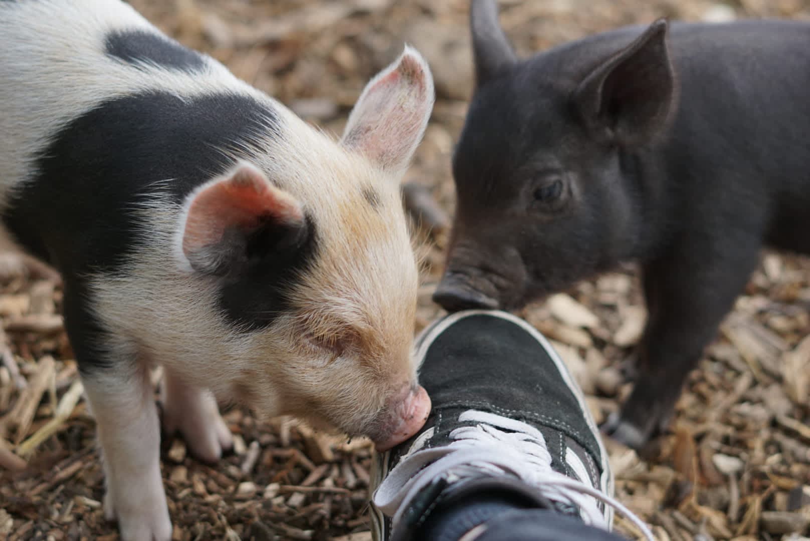 Kew Little Pigs - Photo