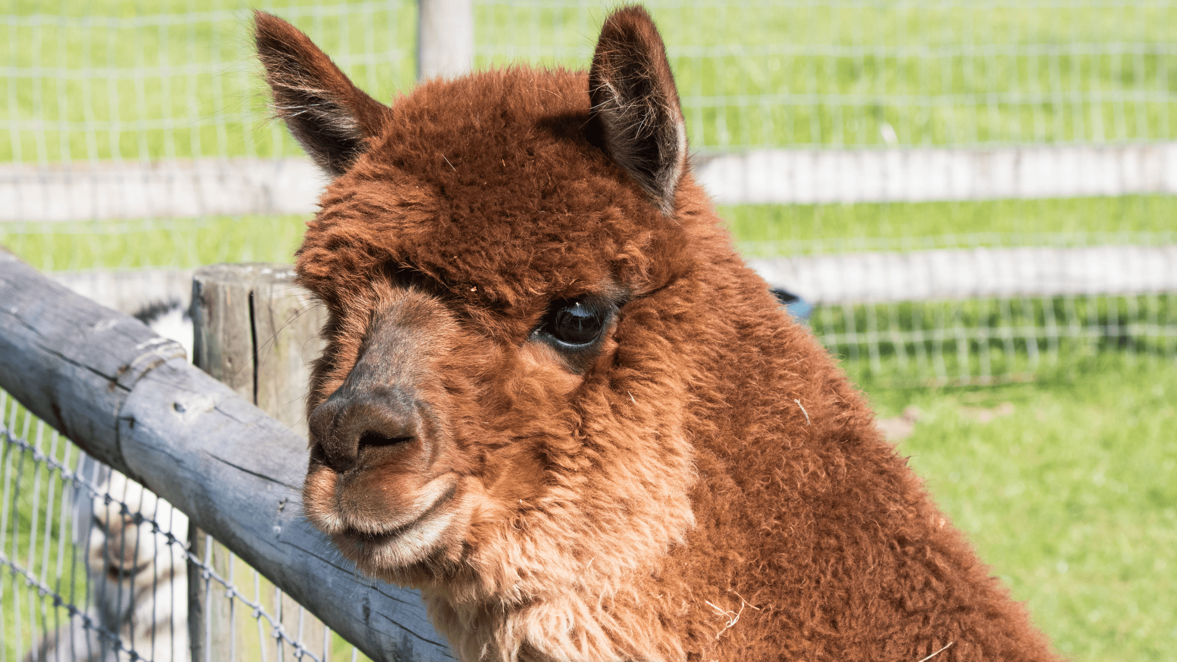 Small Breeds Farm Park - Photo