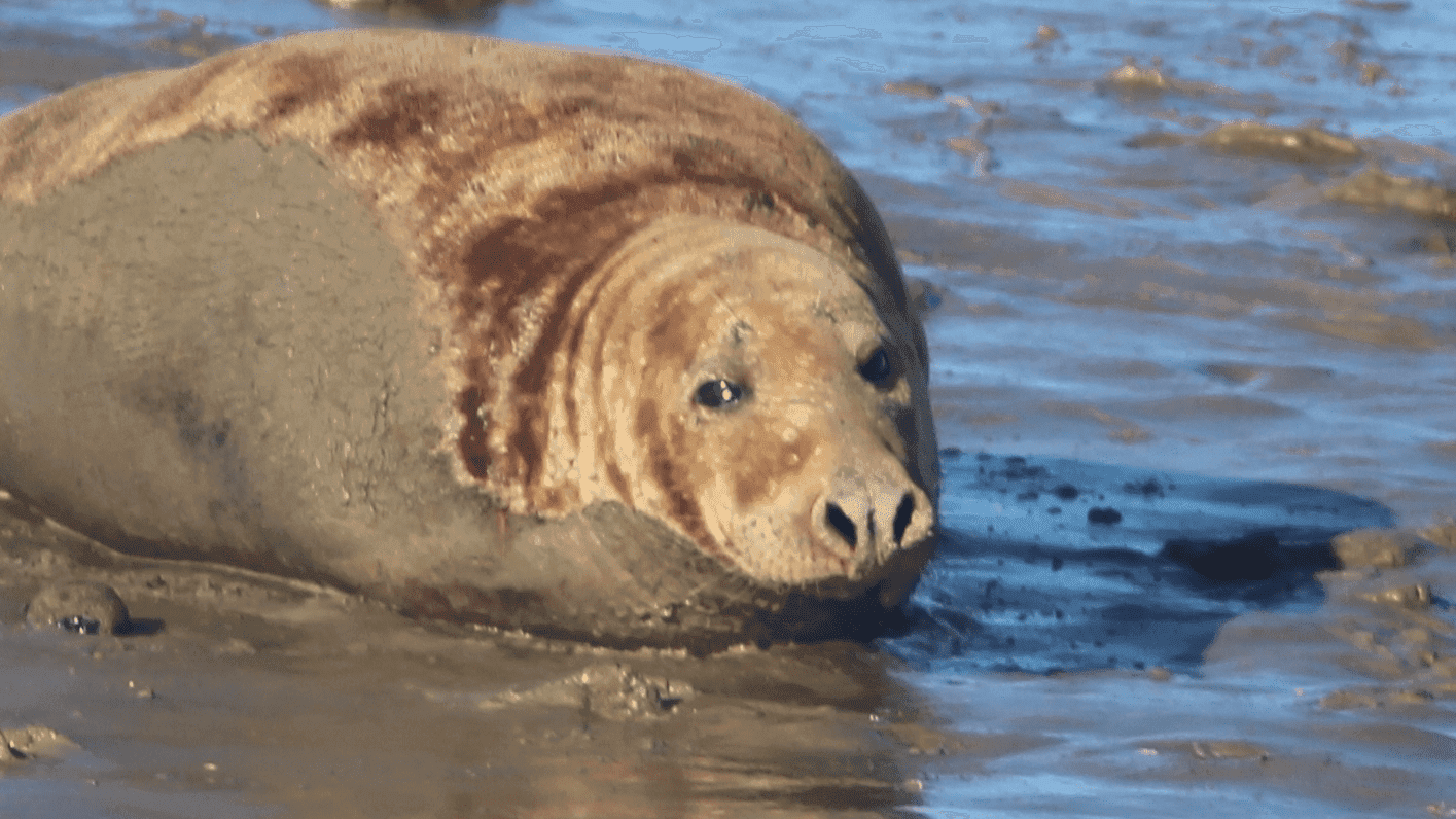 hayling boat trips - Photo