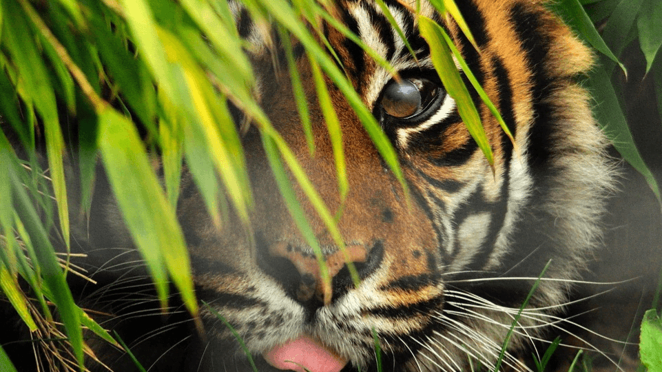 Shepreth Wildlife Park - Photo