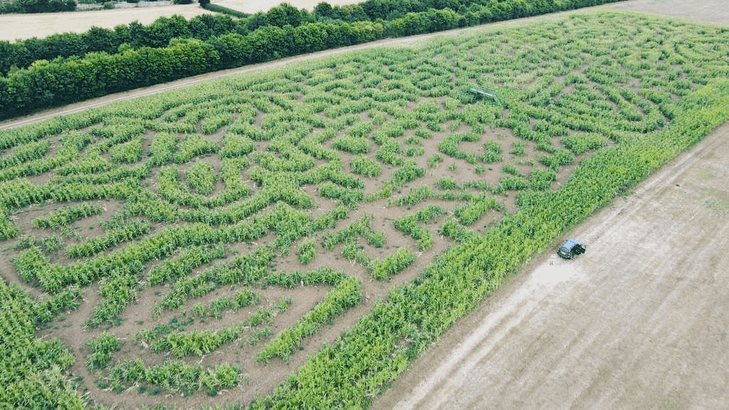 Writtle Maize Maze