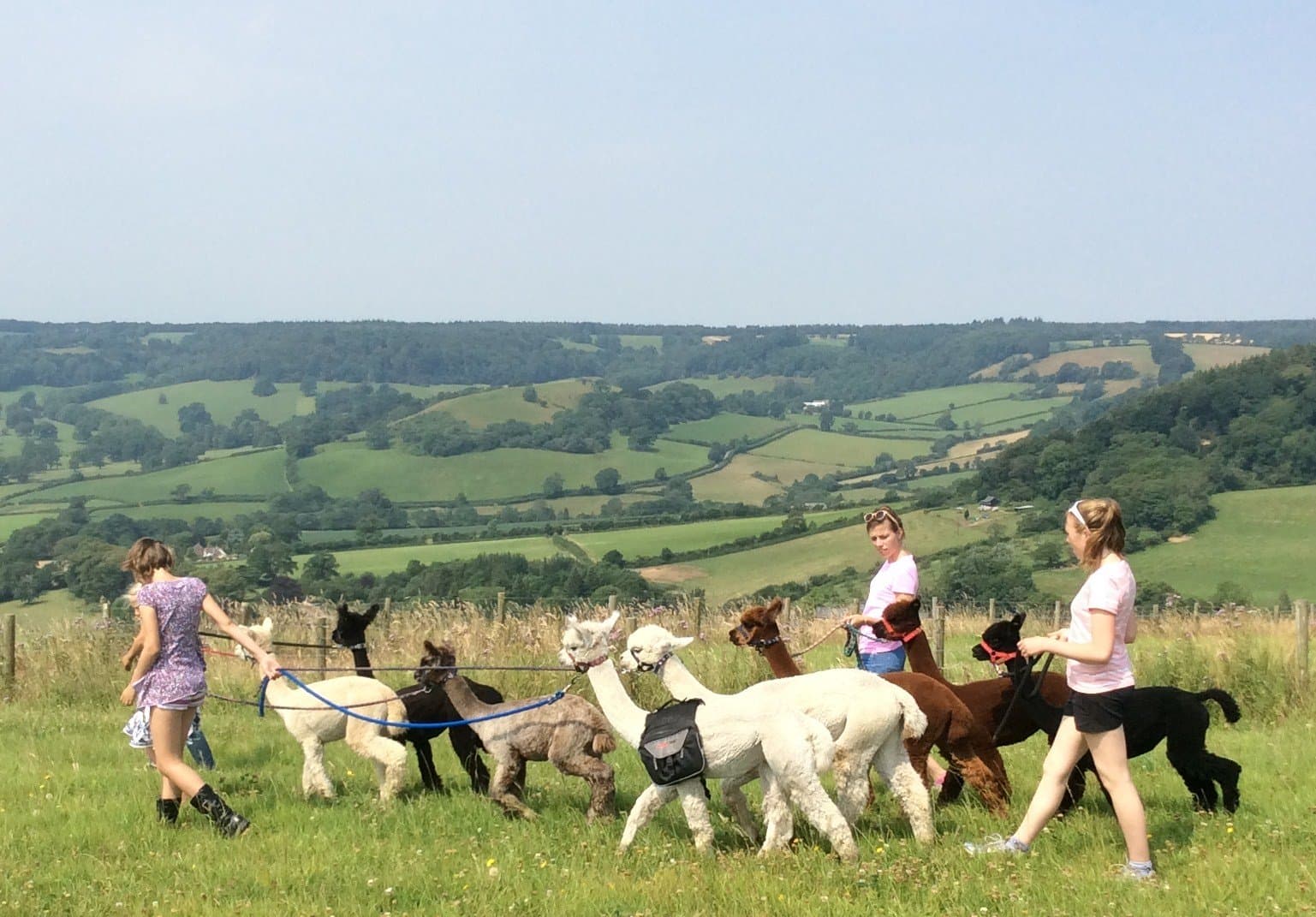 Alpaca Trekking with Bearhouse Alpacas - Photo