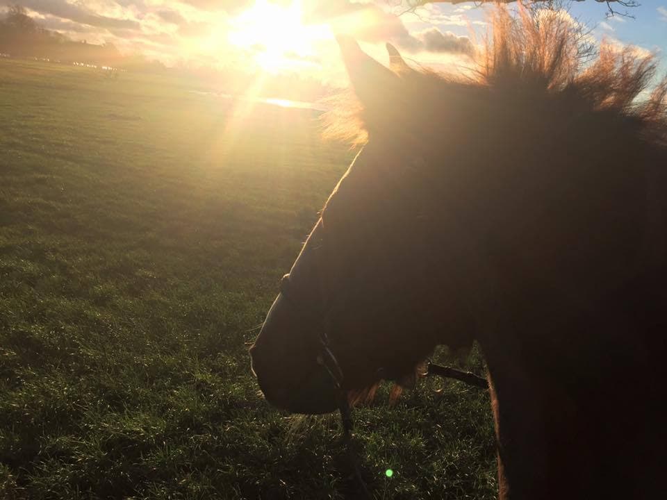 Ridgway Stables
