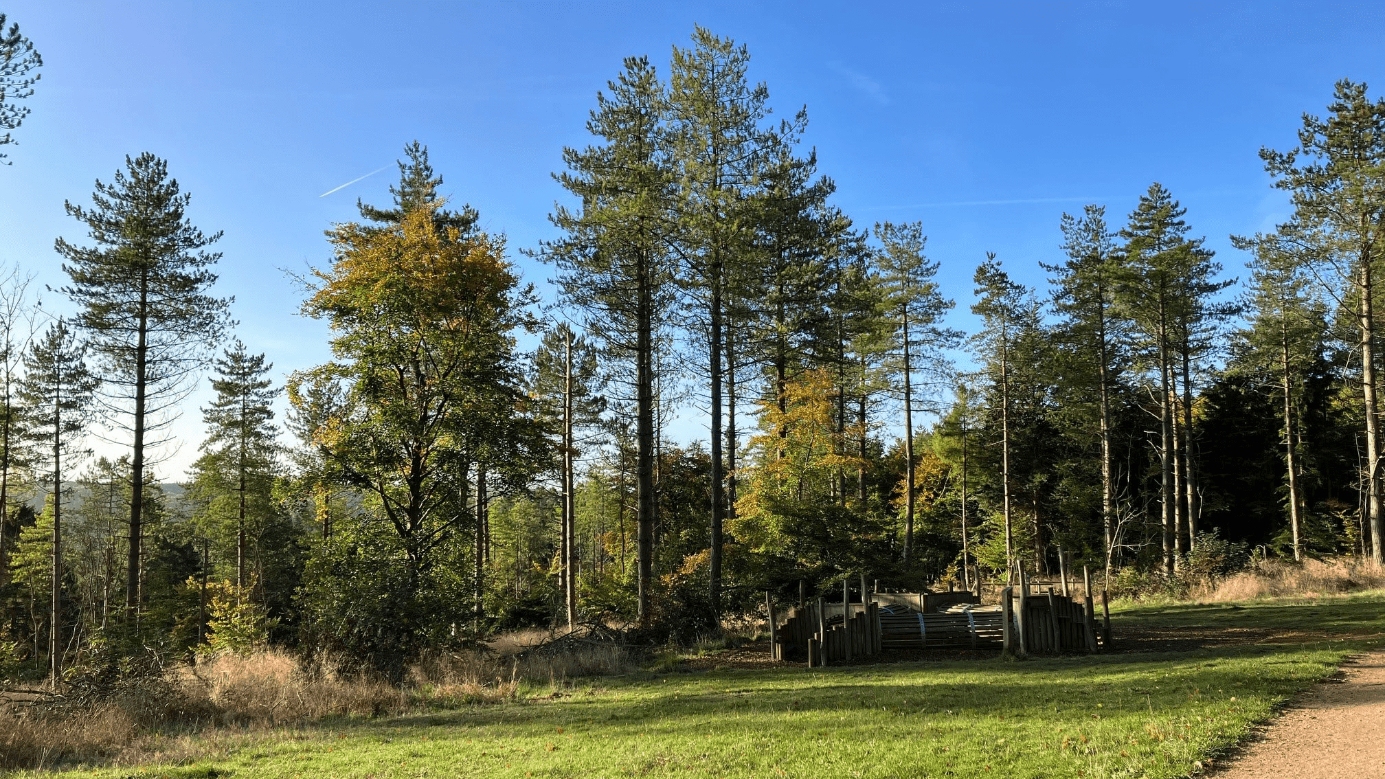 Wendover Woods - Photo