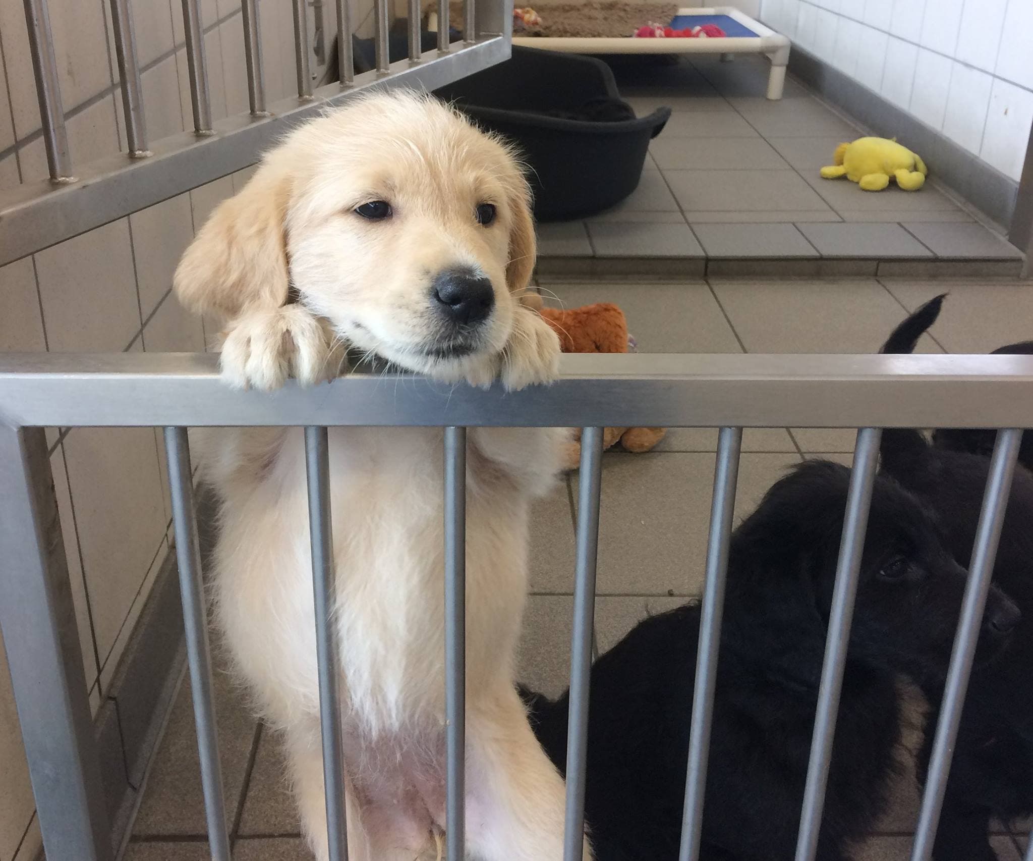 Guide Dogs National Breeding Centre - Photo