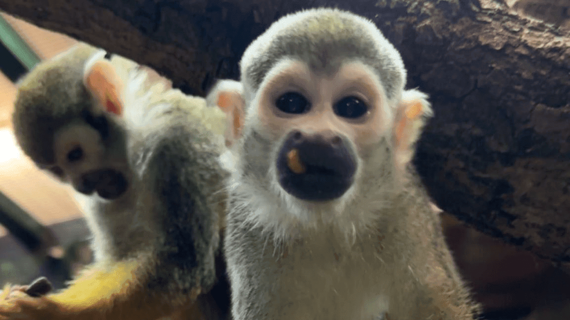 Get to know animals CIC