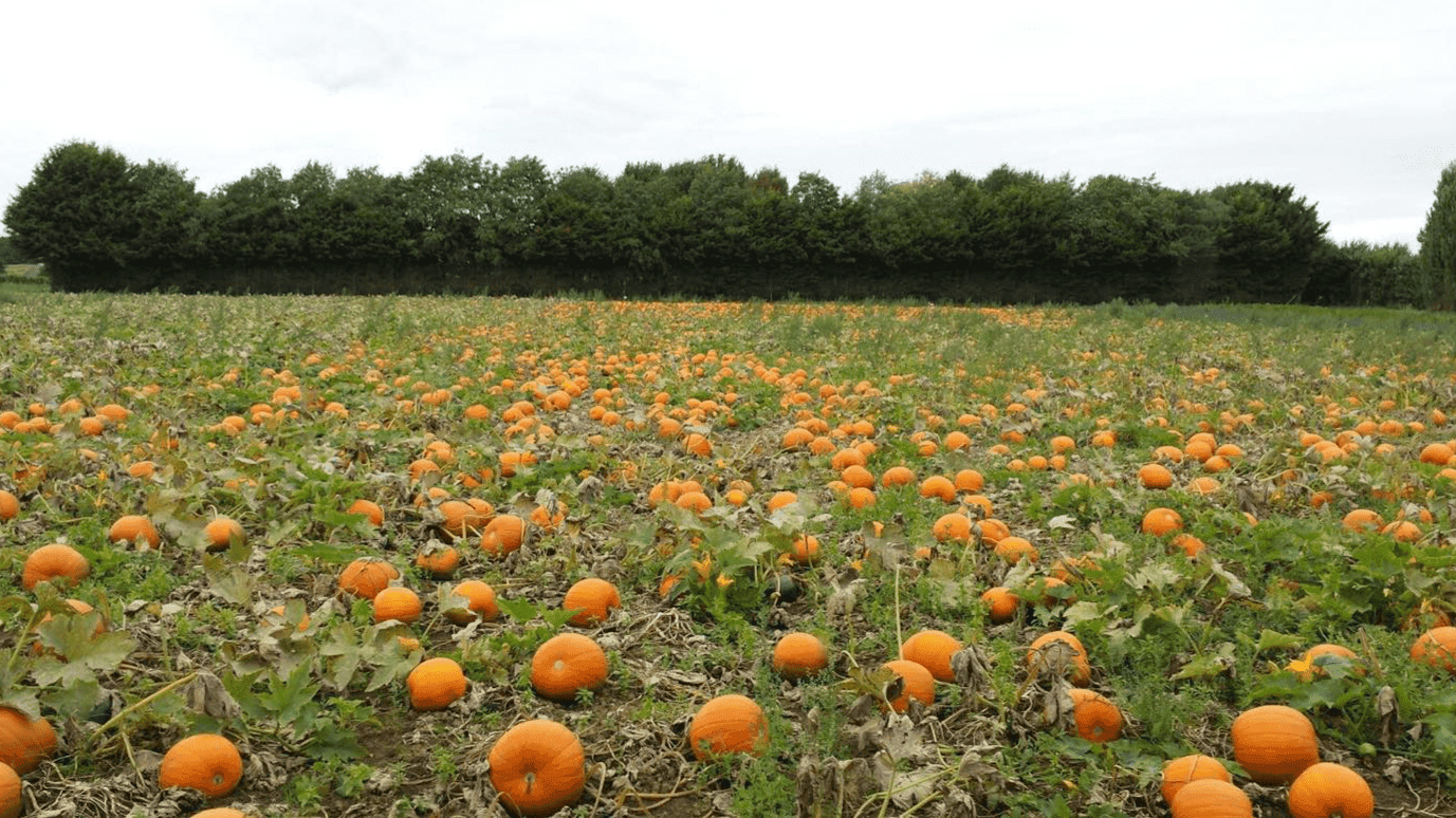 Pumpkin Picking at Stanhill Farm