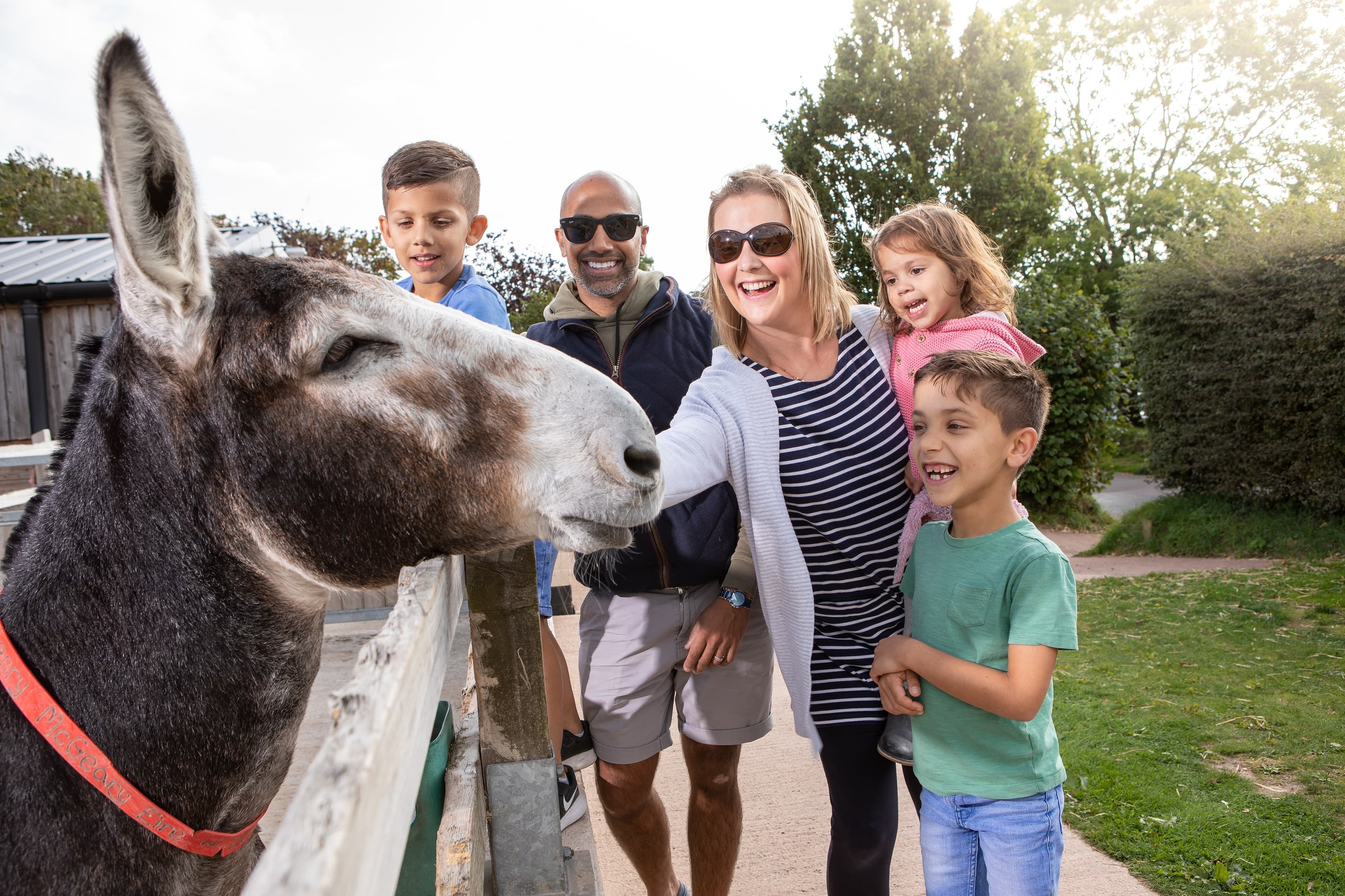 The Donkey Sanctuary - Photo