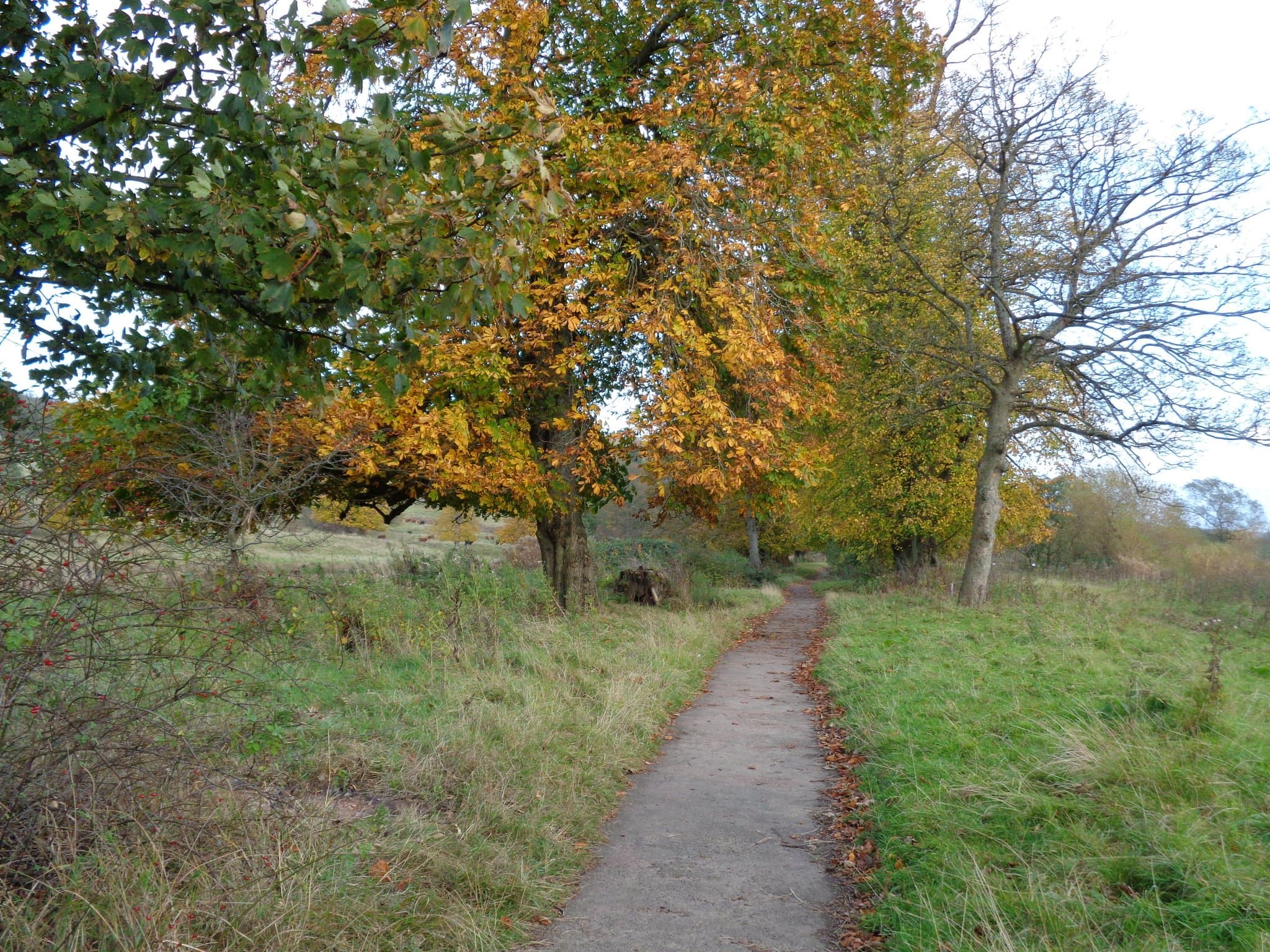 RSPB Scotland Barons Haugh Nature Reserve - Photo