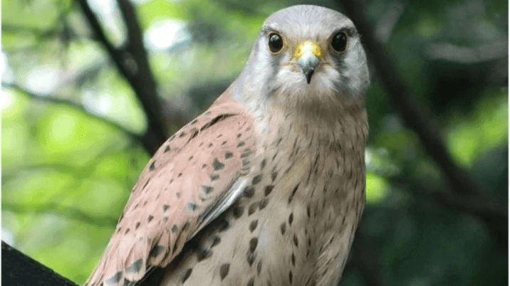 Kirkleatham Owl Centre - Photo