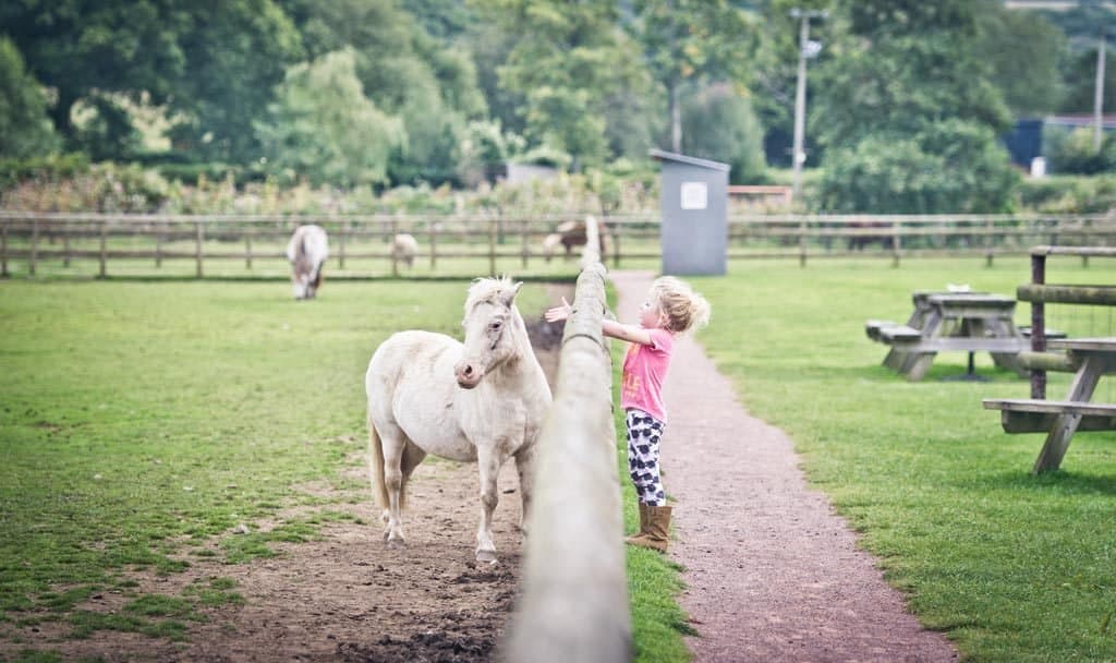 Cefn Mably Farm Park - Photo