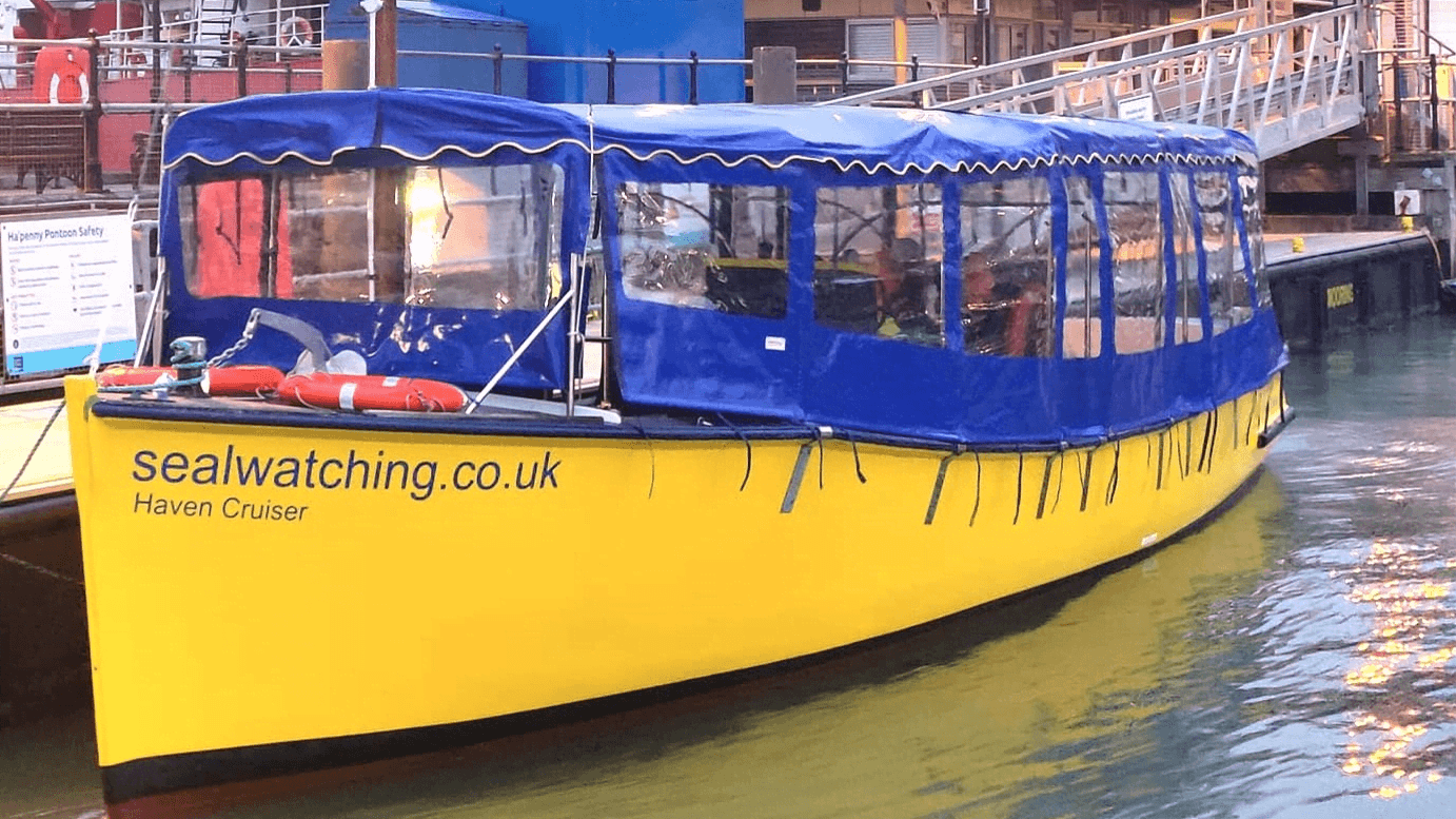 Seal Watching Harwich - Photo