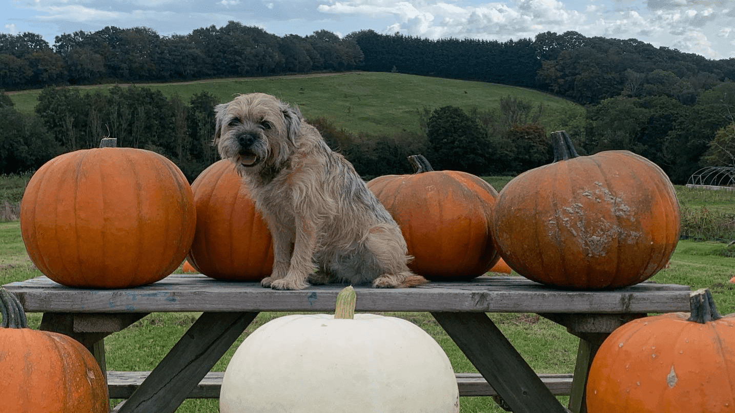 Pumpkin Picking at Stonehill Farm - Photo
