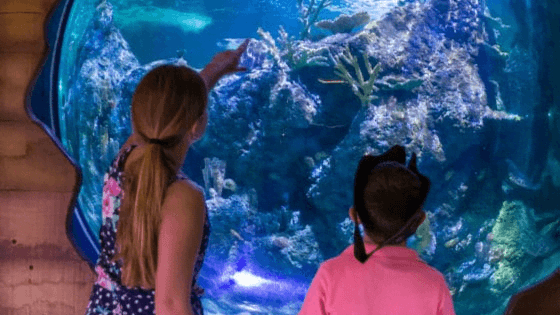 Skegness Aquarium - Photo