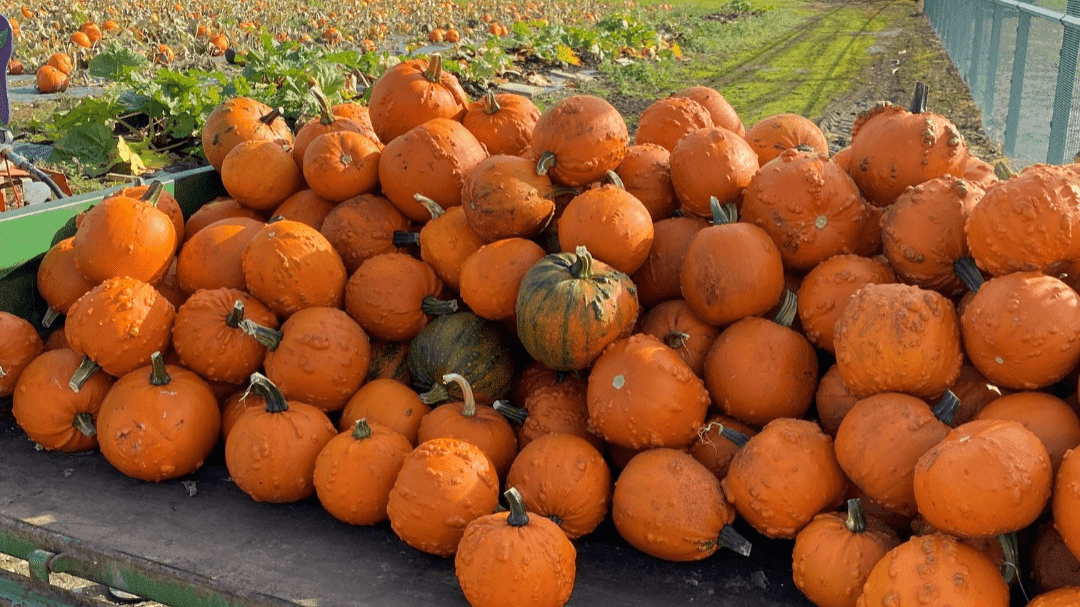 Pumpkin Picking at Canalside Farm