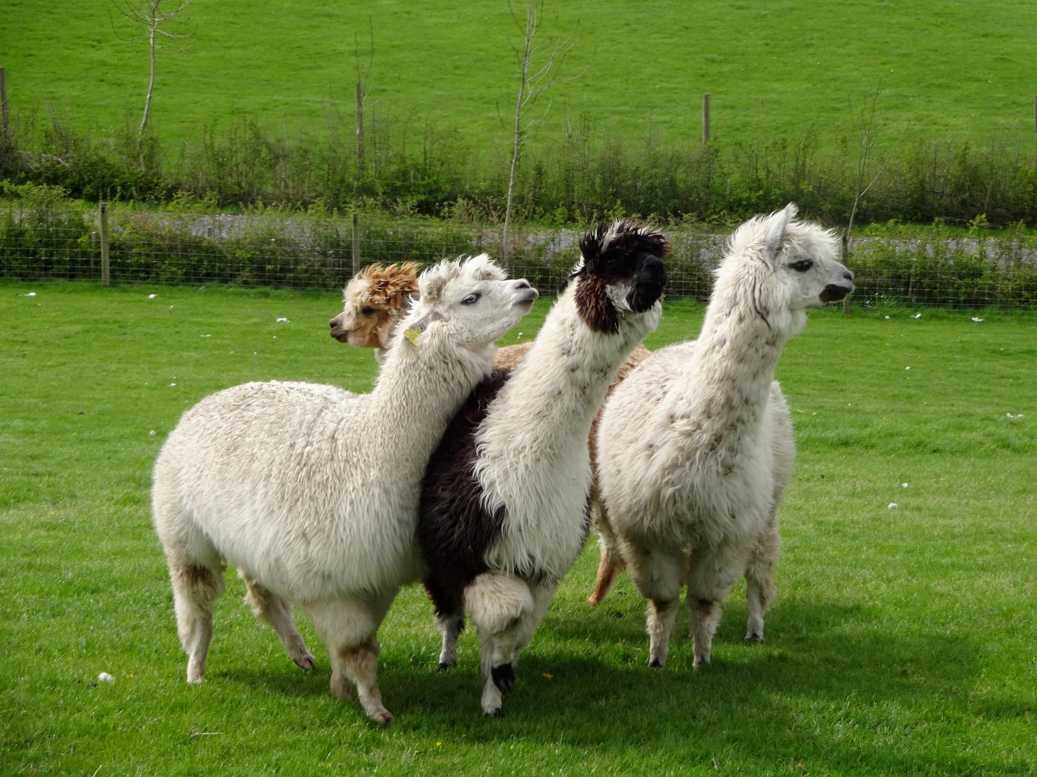 Lakeland Maze Farm Park - Photo 1