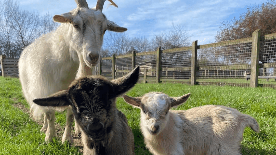 Woodside Animal Farm - Photo