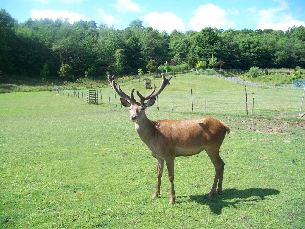 Bowland Wild Boar Park - Photo