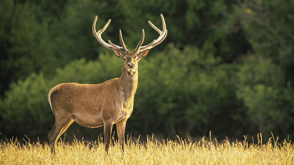 Great Wedlock Farm and Deer Park