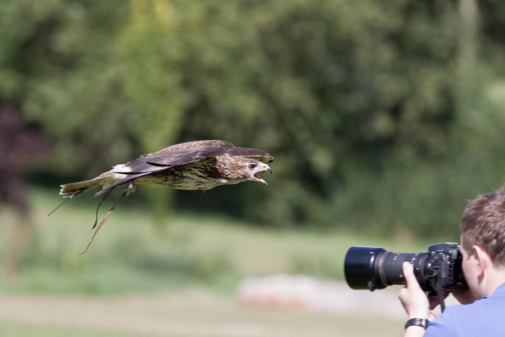 National Centre for Birds of Prey - Photo