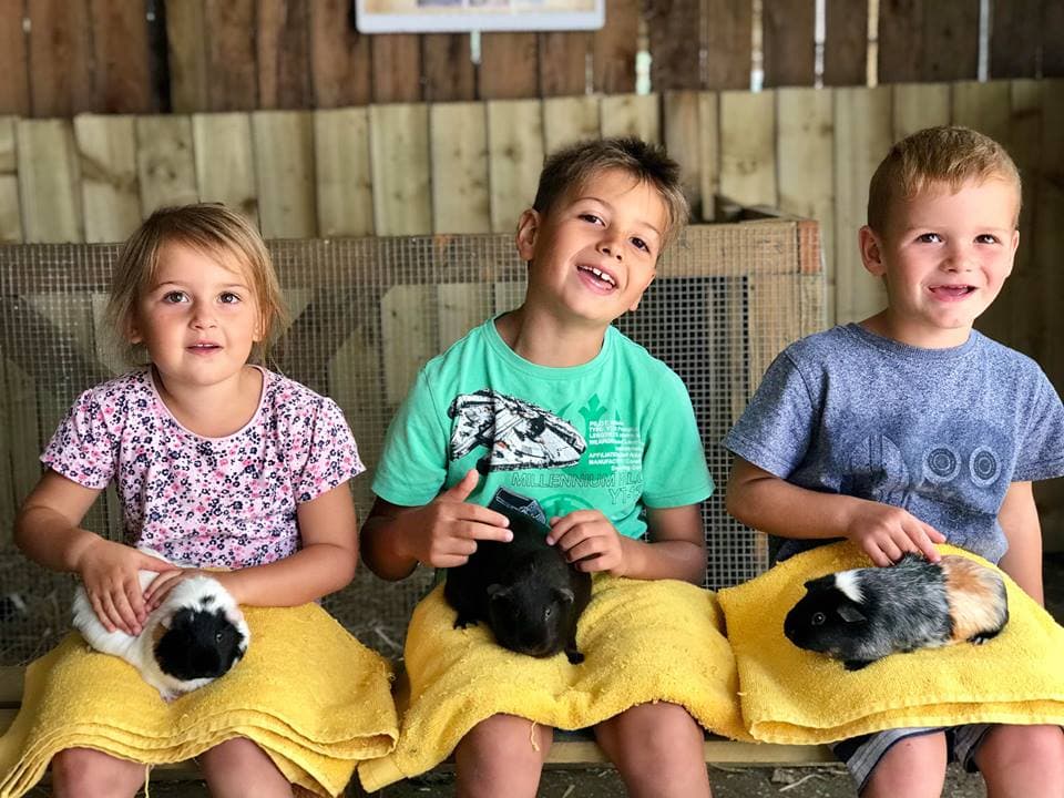 Dorset Heavy Horse Farm Park