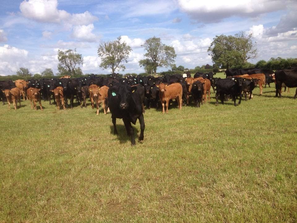 Rookery Open Farm - Photo