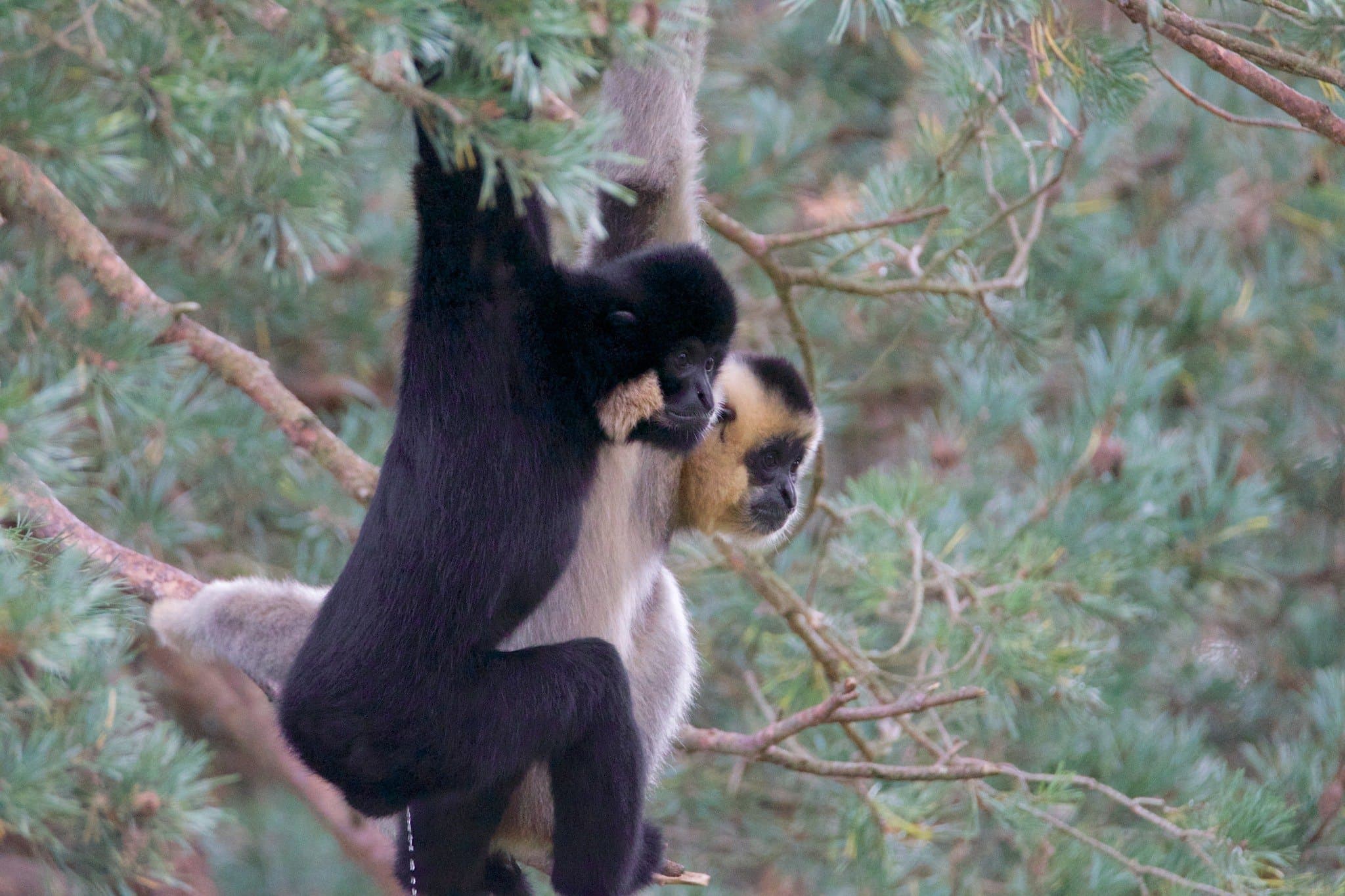 Monkey World - Ape Rescue Centre