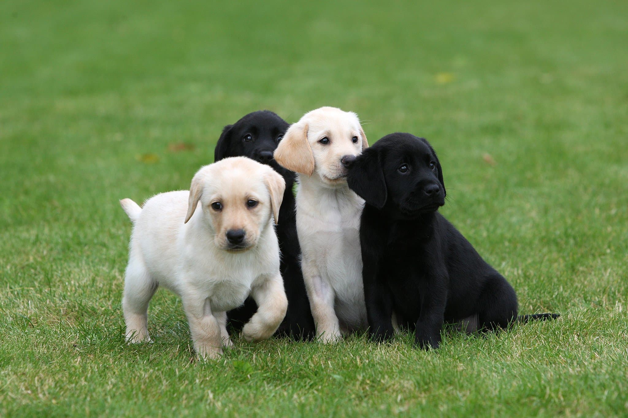 Guide Dogs National Breeding Centre - Photo 1