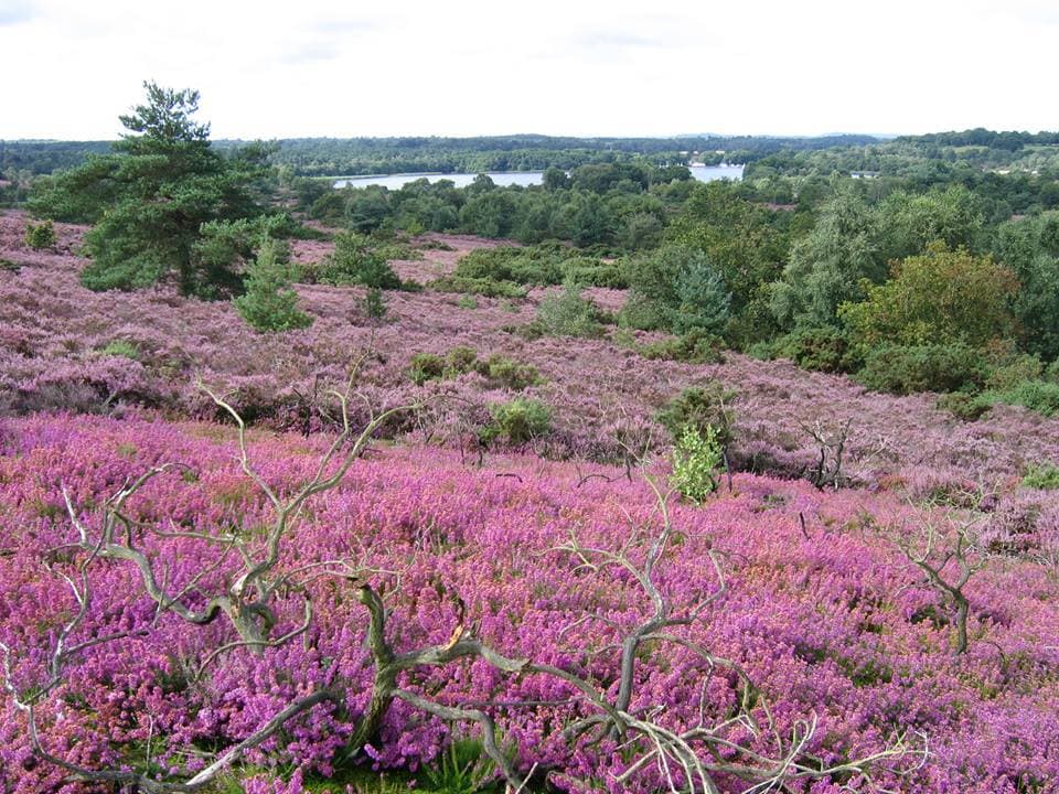 Frensham Great Pond - Photo