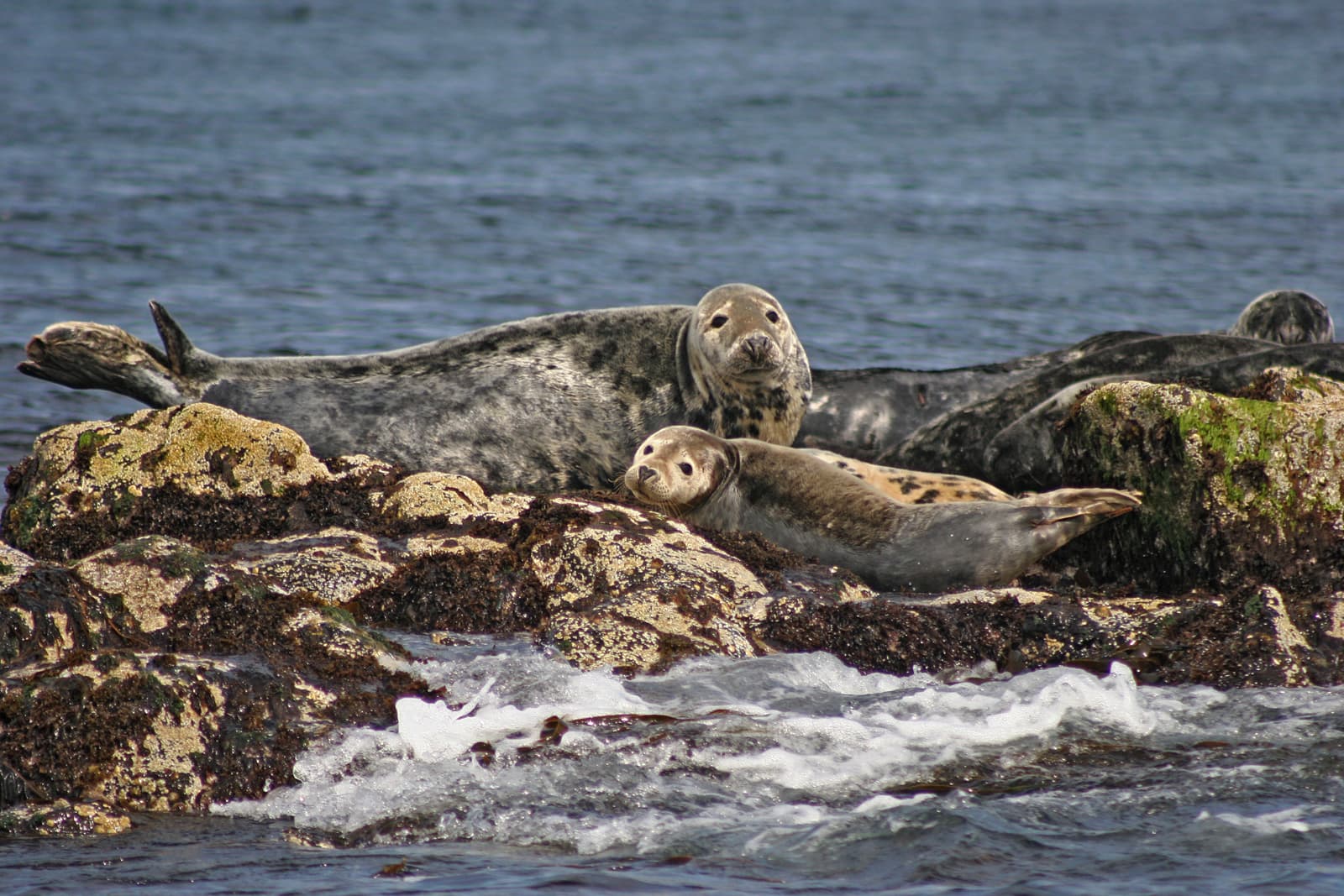 Forth Boat Tours - Photo
