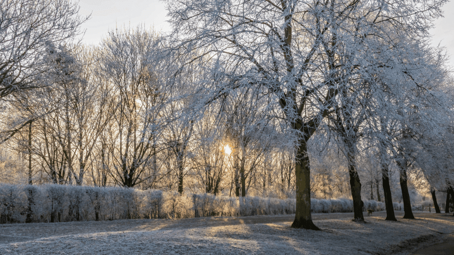 Nene Park Winter Festival - Photo