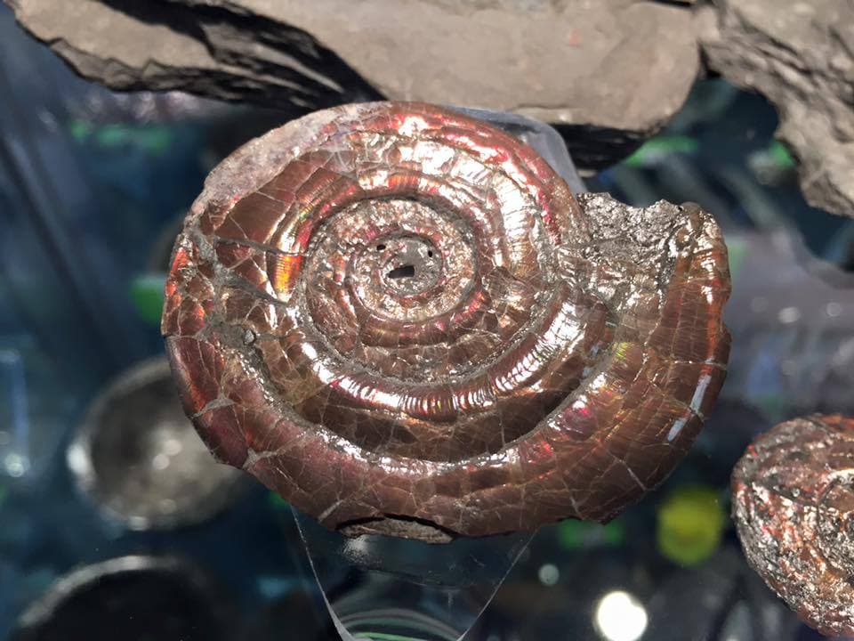 Fossils Galore - Photo 1
