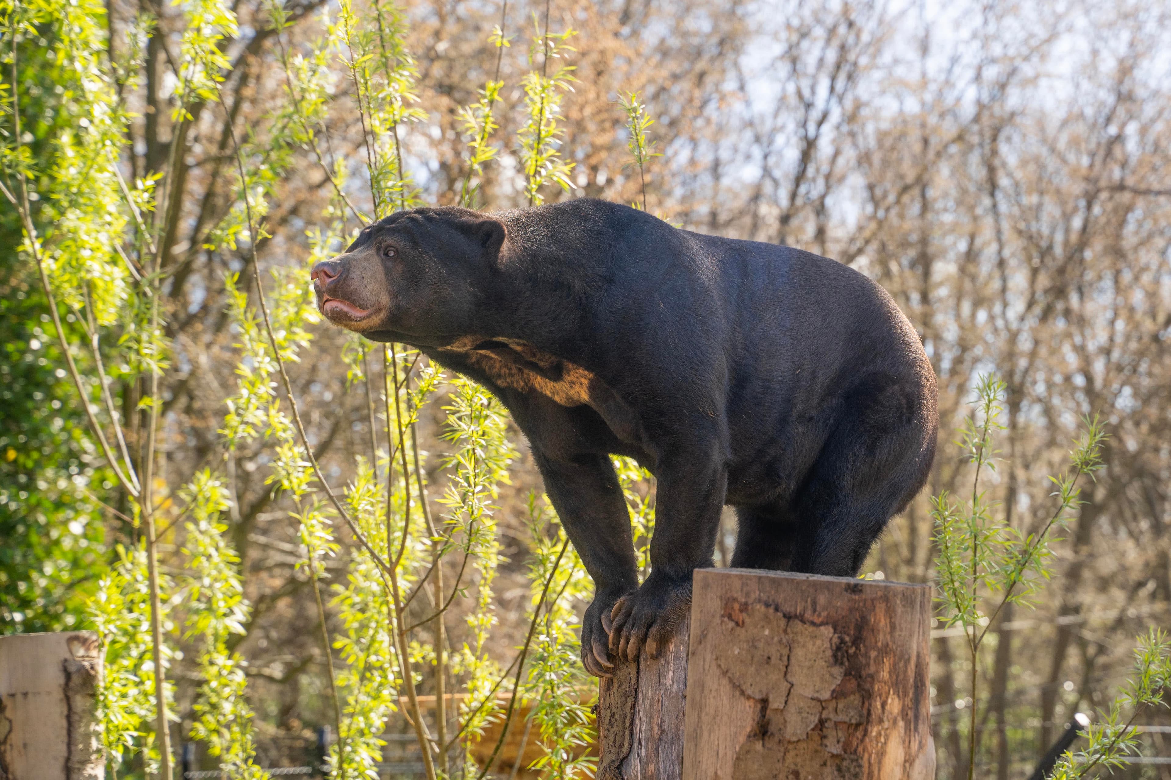 Hertfordshire Zoo (Previously Paradise Wildlife Park)