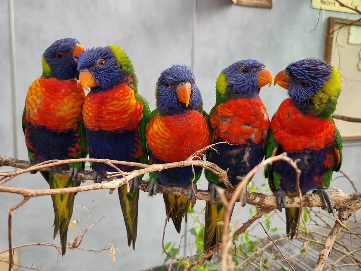 Colchester Zoo - Photo