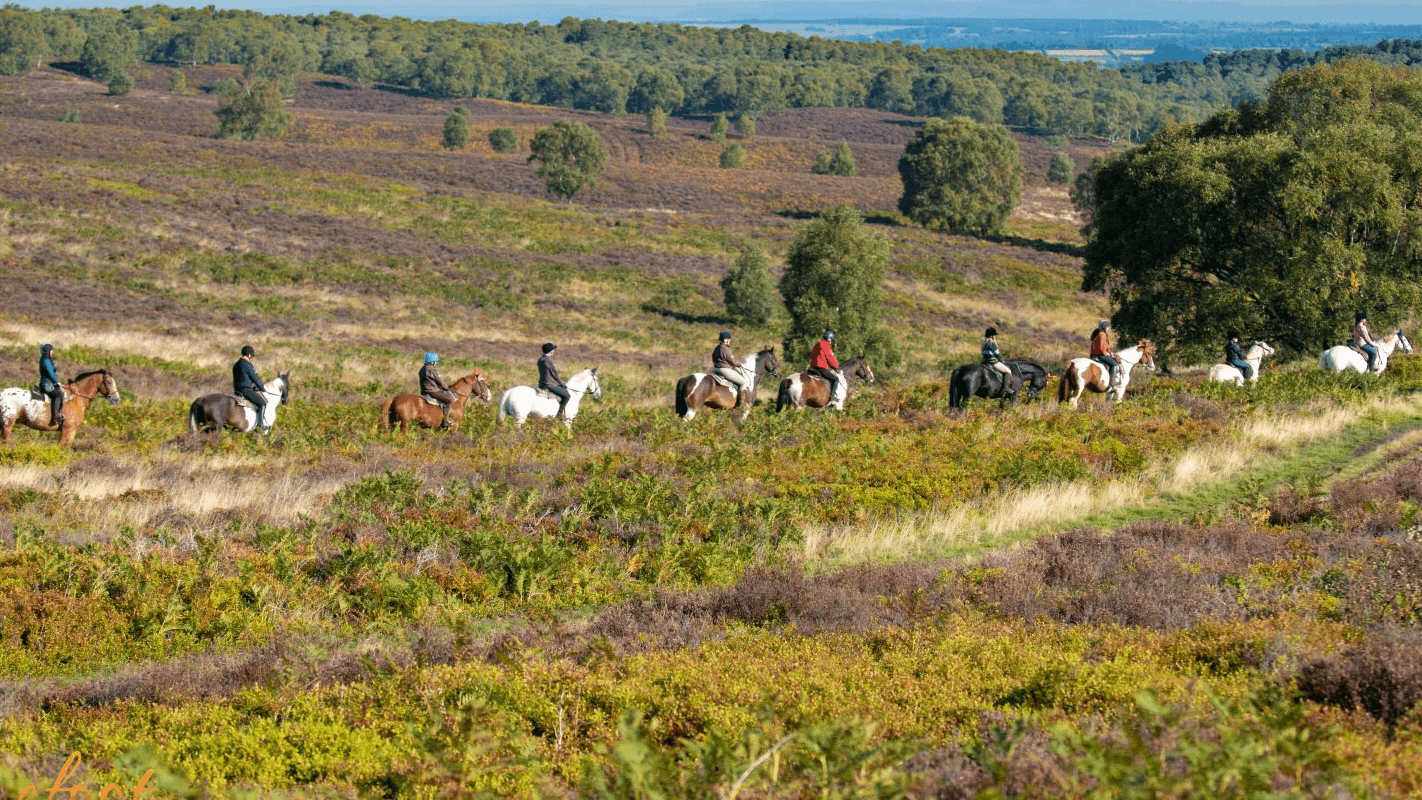Cannock Chase Horse Trekking - Photo 1