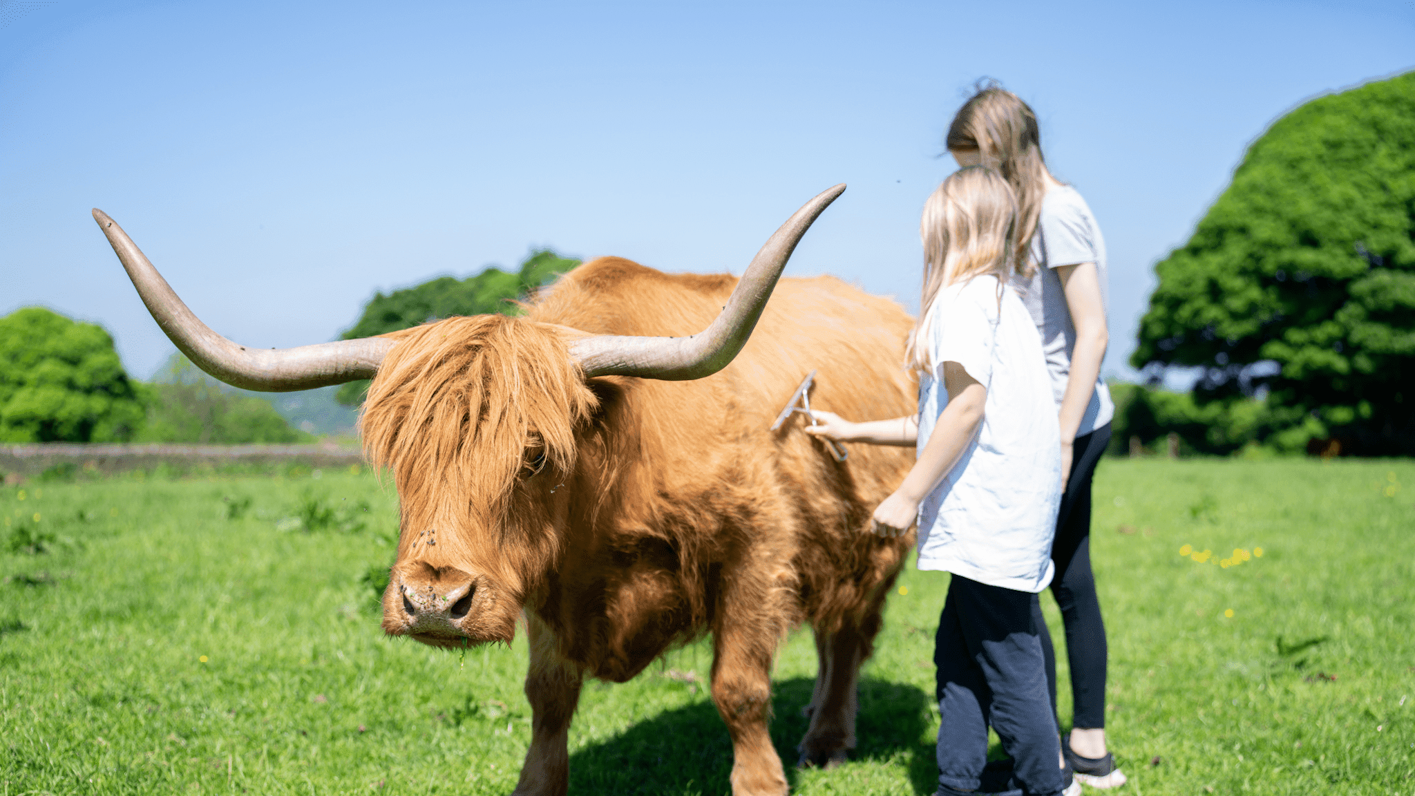 Highland Cows of the Peak Experience
