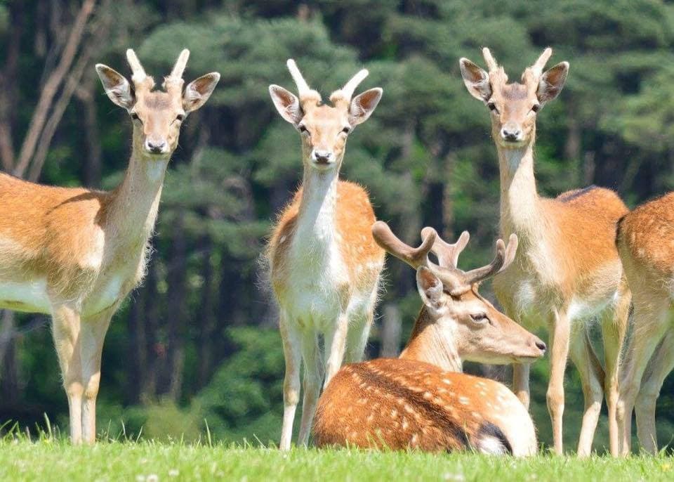 Margam Country Park