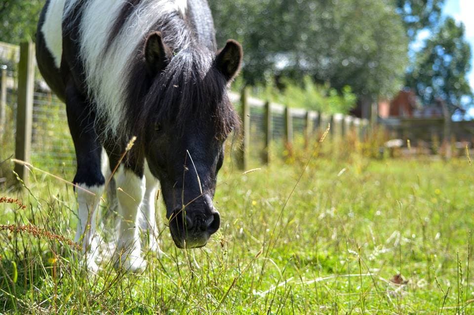 Bill Quay Community Farm - Photo