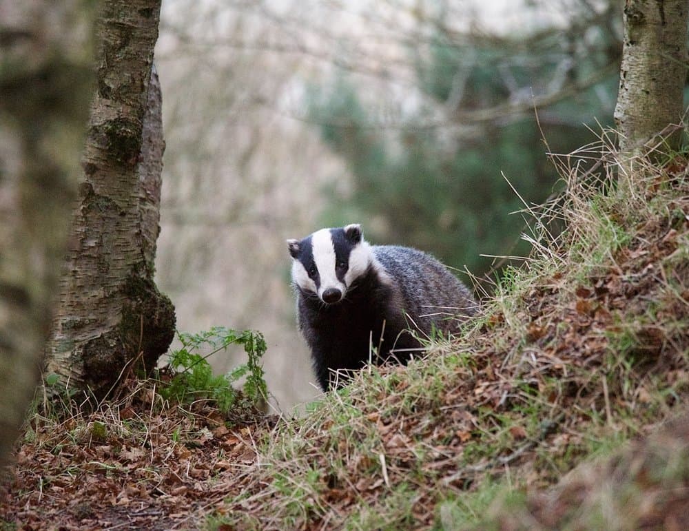 Badger Watch Dorset