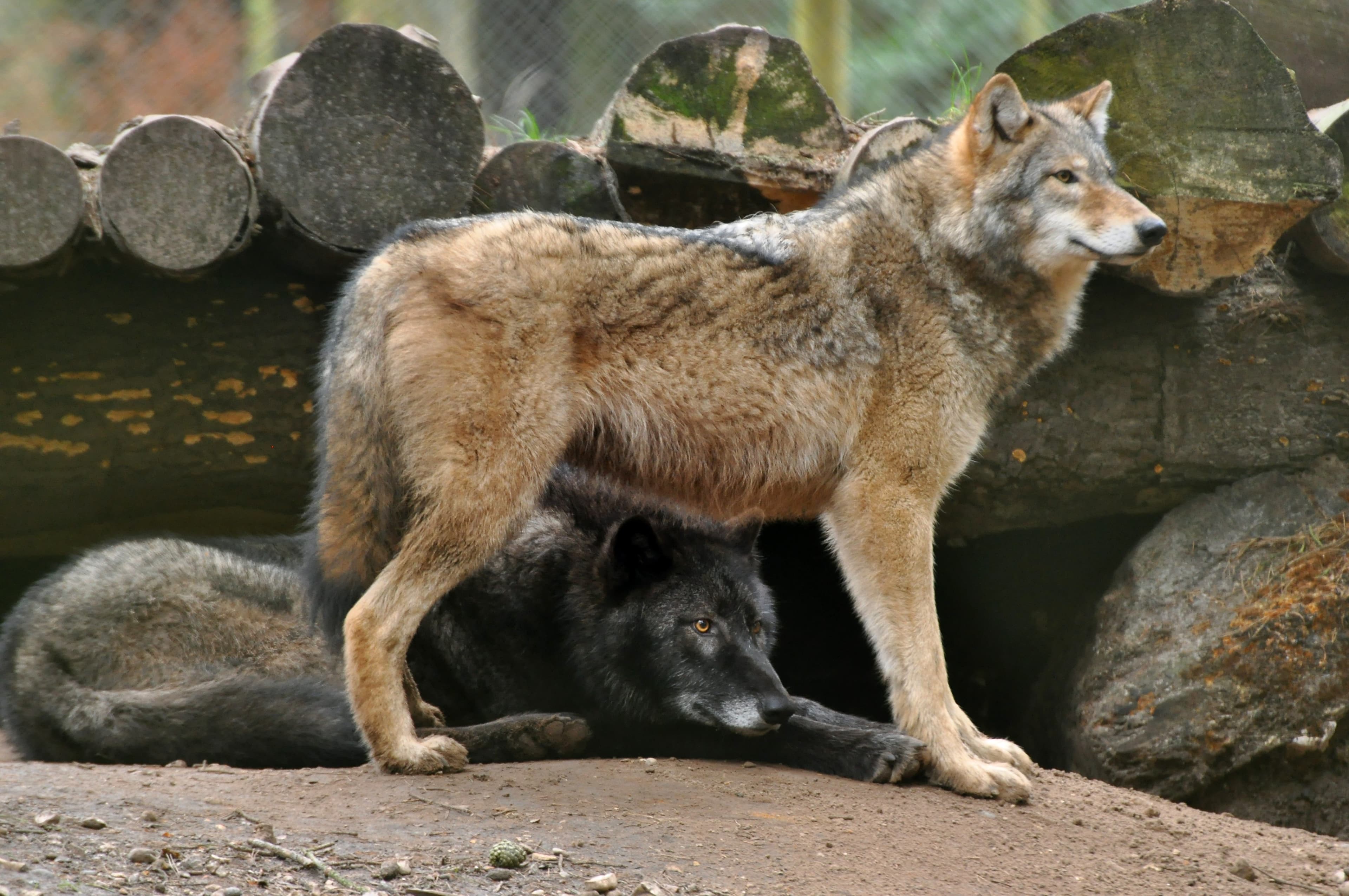 New Forest Wildlife Park - Photo