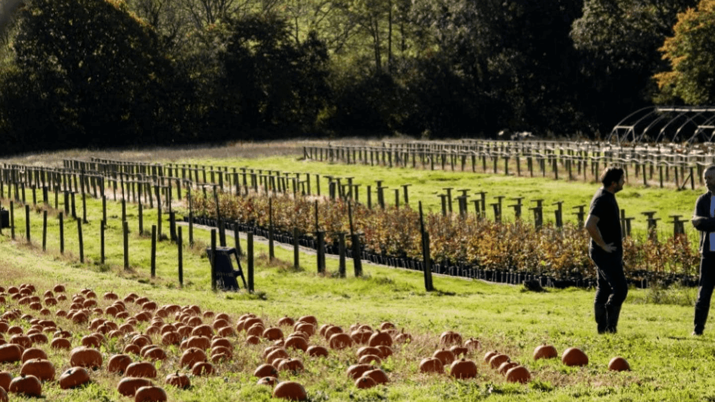 Pumpkin Picking at Stonehill Farm - Photo
