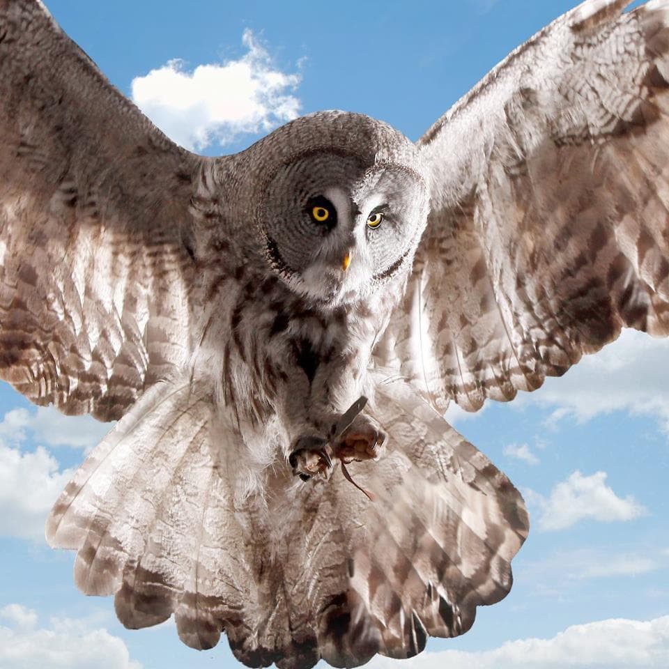 Scottish Owl Centre - Photo 1
