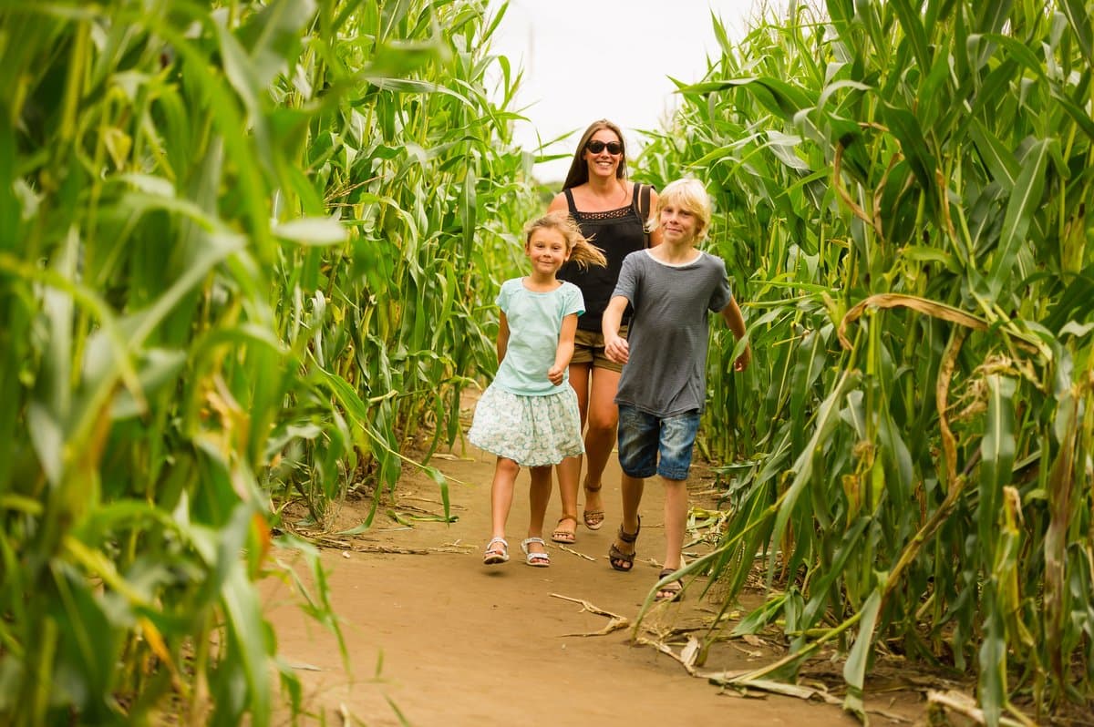 York Maze - Photo 1