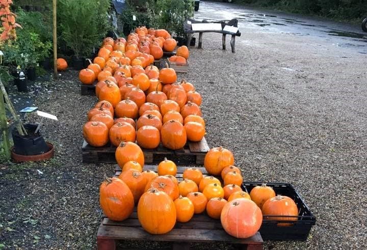 Hillfield Nursery & Farm Shop - Photo 1